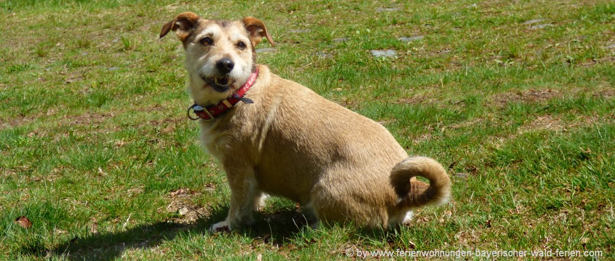 Hundeschule im Landkreis Cham Hundetrainer i.d Oberpfalz